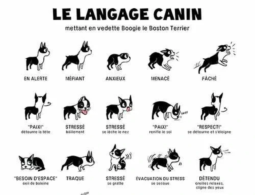 Langage Canin2